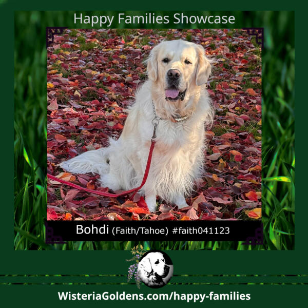Happy Families Puppy Update Bohdi (Faith/Tahoe) #faith041123