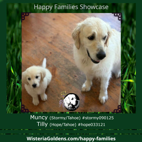 Happy Families Puppy Update Wisteria Goldens English Cream Golden Retriever puppies born Wisteria Goldens raised part of our family until part of yours. Muncy (Stormy/Tahoe) #stormy090125 & Tilly (Hope/Tahoe) #hope033121 Tilly has welcomed her little sister Muncy to the family and has patiently showed her the ropes and routines. She says she misses Mona (2014-25) but is happy to have a new running mate. Thank you Debbie for the new love bug! She’s perfect ❤️