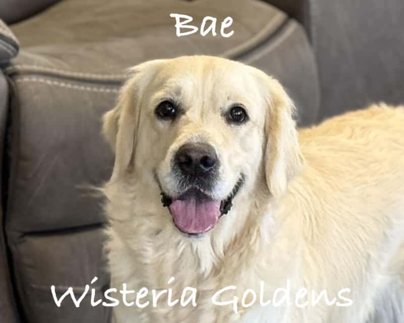 Our Girls Bae English Cream Golden Retriever
