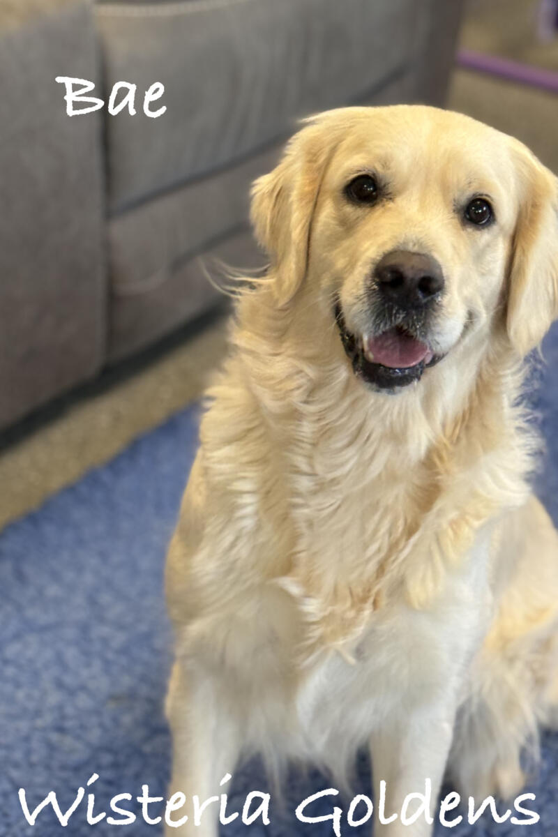 Our Girls Bae English Cream Golden Retriever