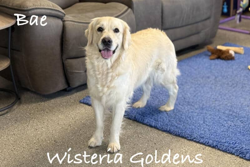 Our Girls Bae English Cream Golden Retriever