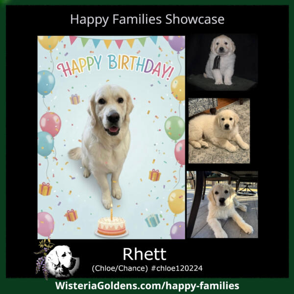Rhett (Chloe/Chance) #chloe120224 birthday update~ Wisteria Goldens English Cream Golden Retriever