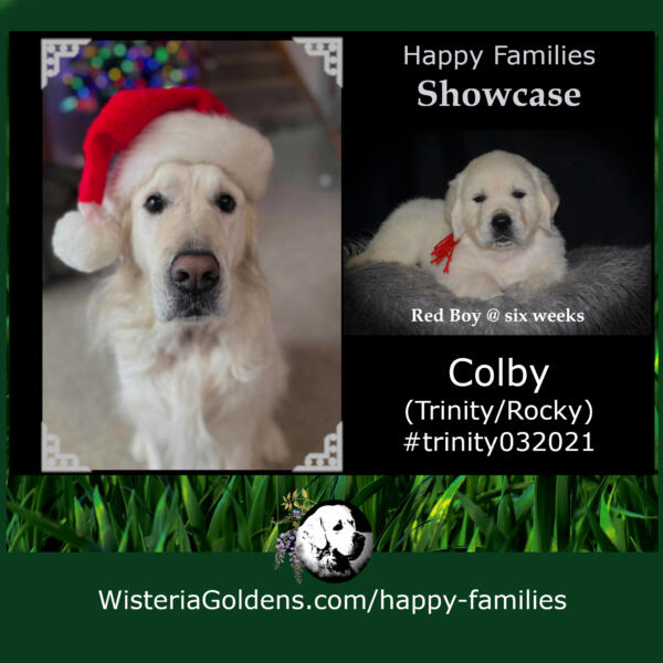 Happy Families Colby (Trinity/Rocky) #trinity032021 English Cream Golden Retriever Puppy update (Trinity's Red Boy) at 4 1/2 years and a smaller insert of a photo taken at six weeks.