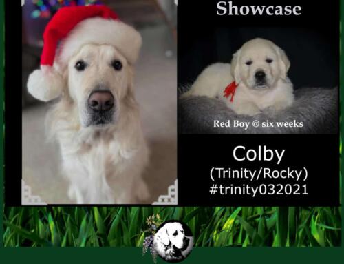 Colby (Trinity/Rocky)