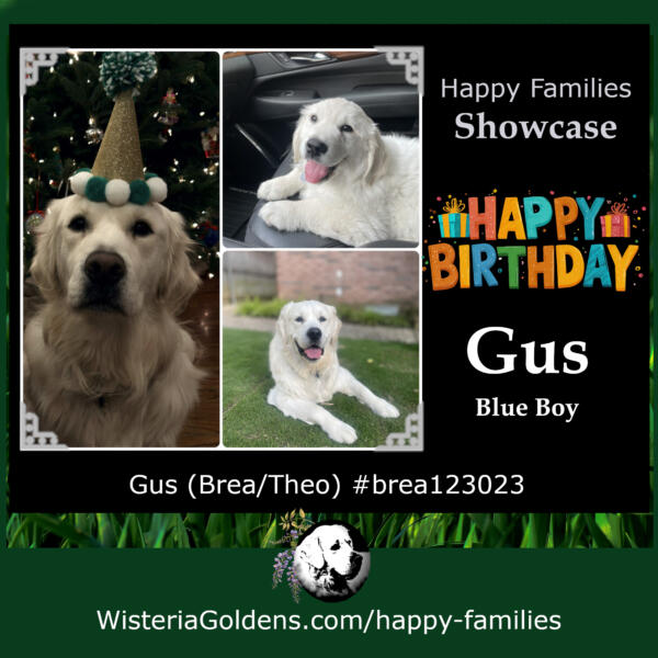 happy families Gus (Brea/Theo) #brea123023 Happy Birthday Gus (blue boy) English Cream Golden Retriever Wisteria Goldens born and raised part of our family until part of yours.