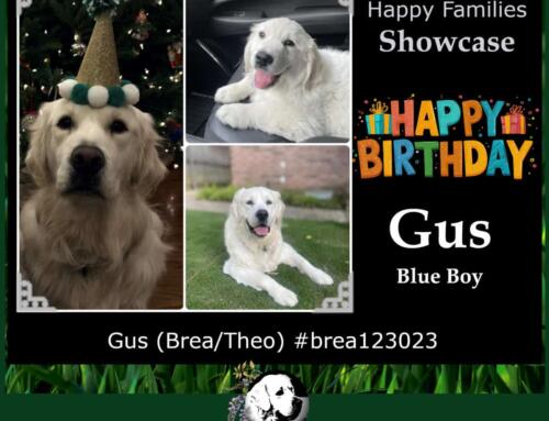 Gus (Brea/Theo)
