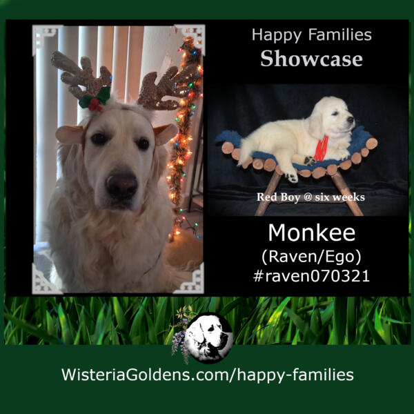 happy families monkee (raven/ego) #raven070321 red boy. Wisteria Goldens English Cream Golden Retriever puppy update happy families