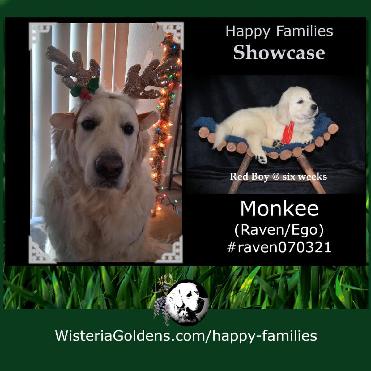 happy families monkee (raven/ego) #raven070321 red boy. Wisteria Goldens English Cream Golden Retriever puppy update happy families