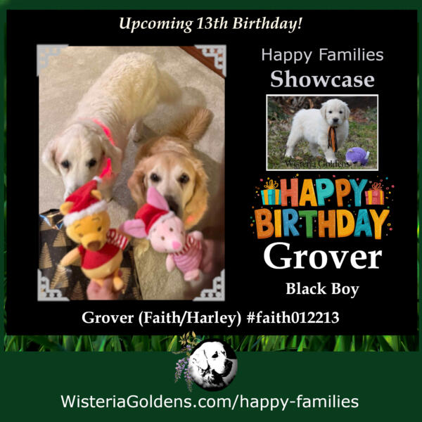 Grover (Faith/Harley) #faith012213 Grover will be turning 13 soon.! He’s doing amazing. He continues to walk 2-3 miles daily and his health and mobility are great. His younger brother keeps him active! He continues to compete in NoseWork, his favorite activity and has many NACSW titles to include several placement ribbons. Read more about NACSW here: National Association of Canine Scent Work® Littermates: #faith012213