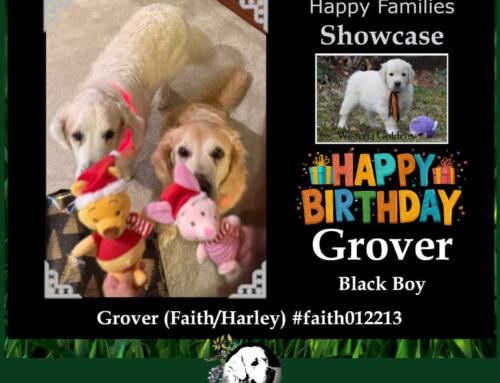 Grover (Faith/Harley)