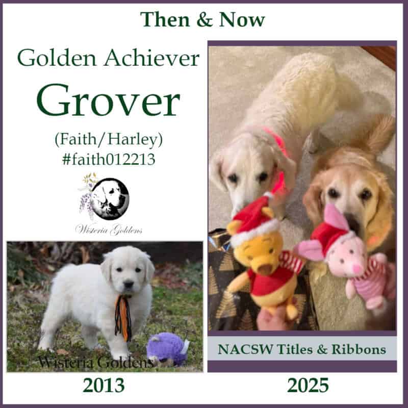Golden Achiever Grover (Faith/Harley) #faith012213 Wisteria Goldens English Cream Golden Retriever Happy Families Puppy Update and Achievements