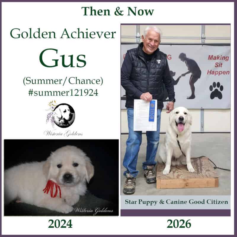 golden achievers gus (summer/chance) #summer121924 earned Star Puppy and Canine Good Citizen titles. Congratulations Gus!