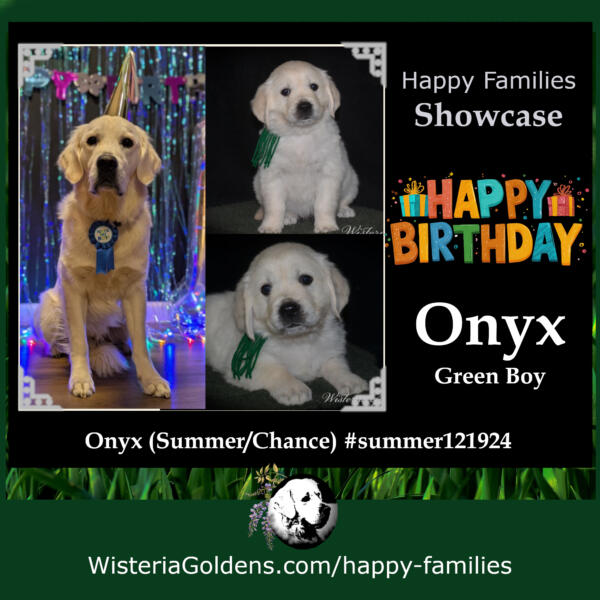 Happy Families Onyx (Summer/Chance) #summer121924 One Year Birthday Update. English Cream Golden Retriever Puppy Update Wisteria Goldens raised part of our family until part of yours. 