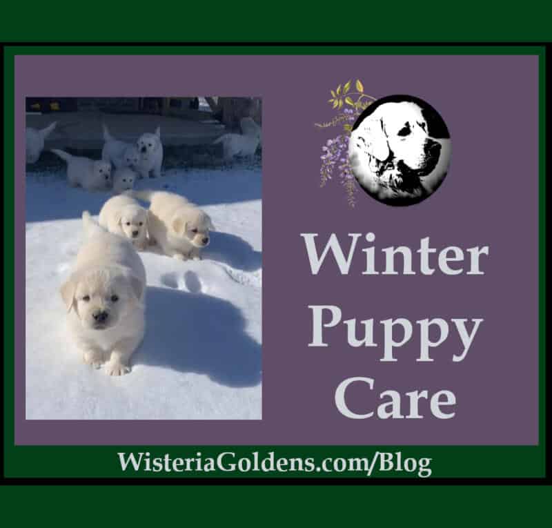 winter puppy care wisteria goldens blog post