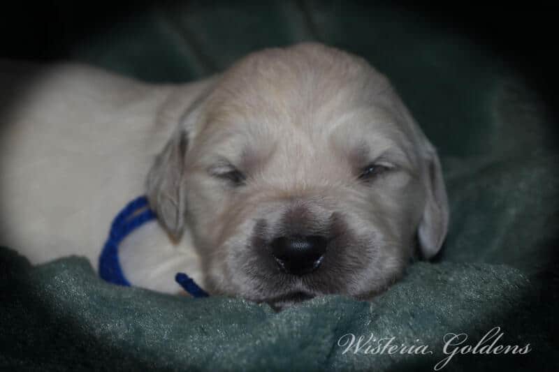 Bae & Theo puppies are 2 weeks old today. They are eating, sleeping and their eyes are starting to open. Bae is doing well being a first time mama. #bae021426 English Cream Golden Retriever Wisteria Goldens Raised part of our family until part of yours.
