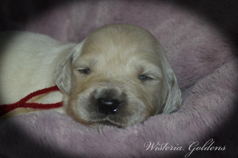 Bae & Theo puppies are 2 weeks old today. They are eating, sleeping and their eyes are starting to open. Bae is doing well being a first time mama. #bae021426 English Cream Golden Retriever Wisteria Goldens Raised part of our family until part of yours.
