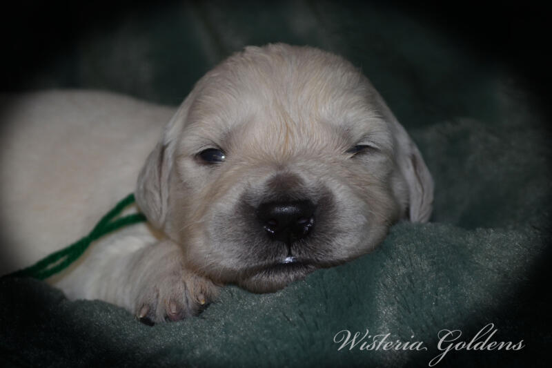 Bae & Theo puppies are 2 weeks old today. They are eating, sleeping and their eyes are starting to open. Bae is doing well being a first time mama. #bae021426 English Cream Golden Retriever Wisteria Goldens Raised part of our family until part of yours.