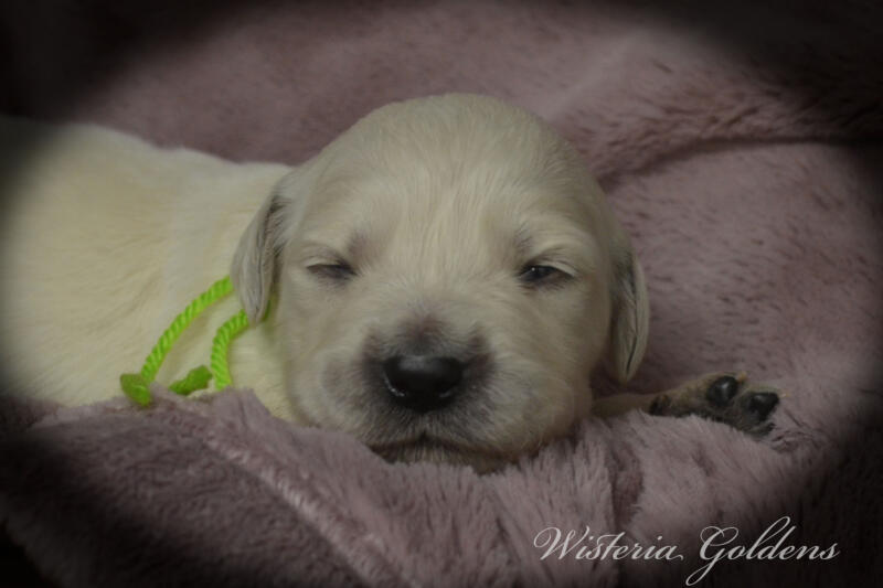 Bae & Theo puppies are 2 weeks old today. They are eating, sleeping and their eyes are starting to open. Bae is doing well being a first time mama. #bae021426 English Cream Golden Retriever Wisteria Goldens Raised part of our family until part of yours.