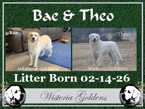 bae litter born 02-14-2026 Bae & Theo English Cream Golden Retriever Puppies raised part of our family until part of yours