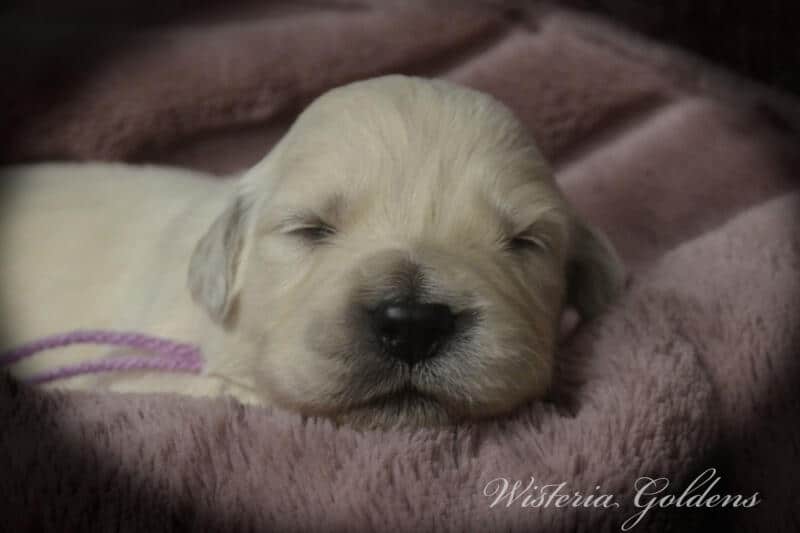 Bae & Theo puppies are 2 weeks old today. They are eating, sleeping and their eyes are starting to open. Bae is doing well being a first time mama. #bae021426 English Cream Golden Retriever Wisteria Goldens Raised part of our family until part of yours.