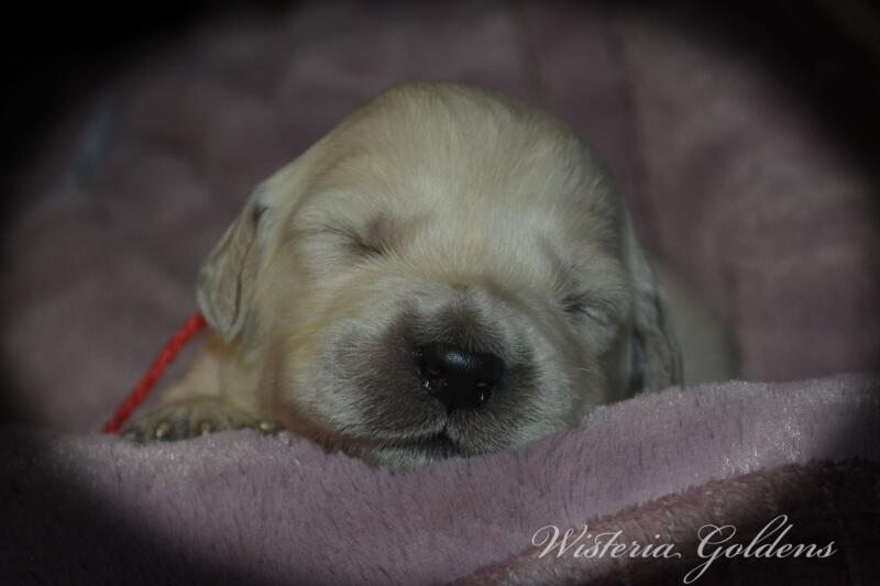 Bae & Theo puppies are 2 weeks old today. They are eating, sleeping and their eyes are starting to open. Bae is doing well being a first time mama. #bae021426 English Cream Golden Retriever Wisteria Goldens Raised part of our family until part of yours.