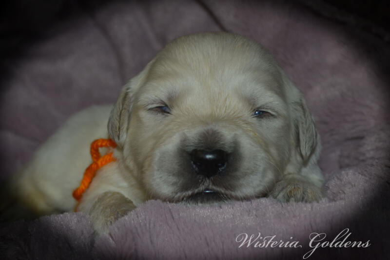 Bae & Theo puppies are 2 weeks old today. They are eating, sleeping and their eyes are starting to open. Bae is doing well being a first time mama. #bae021426 English Cream Golden Retriever Wisteria Goldens Raised part of our family until part of yours.