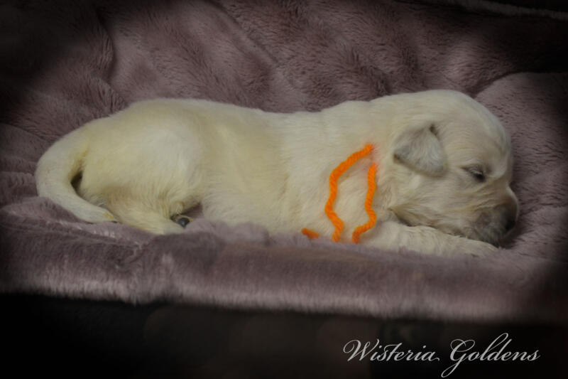 orange girl