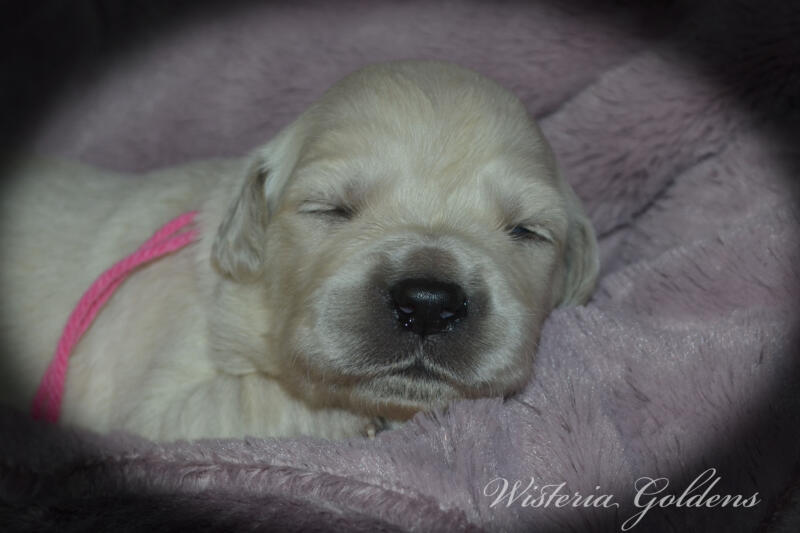 Bae & Theo puppies are 2 weeks old today. They are eating, sleeping and their eyes are starting to open. Bae is doing well being a first time mama. #bae021426 English Cream Golden Retriever Wisteria Goldens Raised part of our family until part of yours.