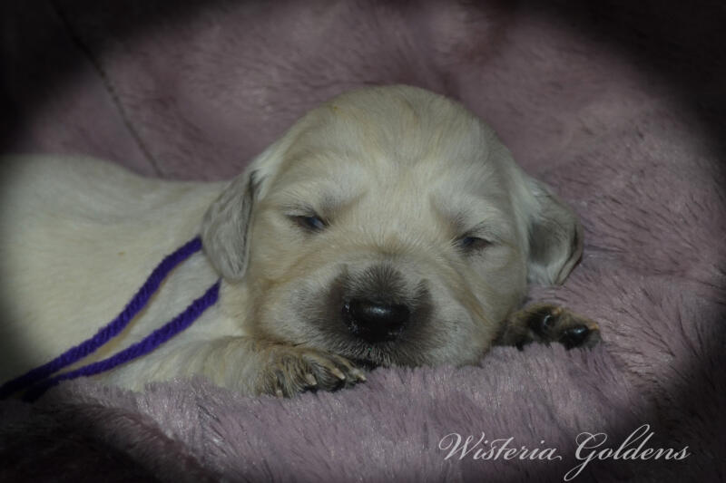 Bae & Theo puppies are 2 weeks old today. They are eating, sleeping and their eyes are starting to open. Bae is doing well being a first time mama. #bae021426 English Cream Golden Retriever Wisteria Goldens Raised part of our family until part of yours.
