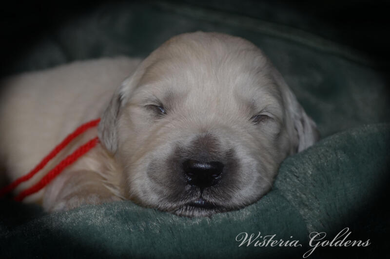 Bae & Theo puppies are 2 weeks old today. They are eating, sleeping and their eyes are starting to open. Bae is doing well being a first time mama. #bae021426 English Cream Golden Retriever Wisteria Goldens Raised part of our family until part of yours.