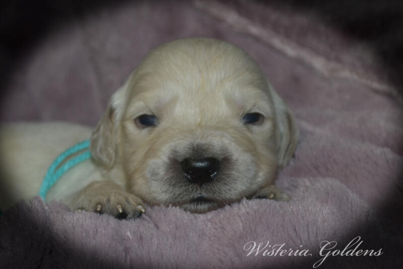Bae & Theo puppies are 2 weeks old today. They are eating, sleeping and their eyes are starting to open. Bae is doing well being a first time mama. #bae021426 English Cream Golden Retriever Wisteria Goldens Raised part of our family until part of yours.