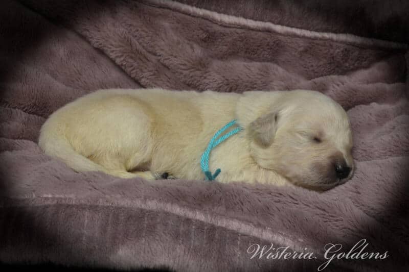 teal girl
