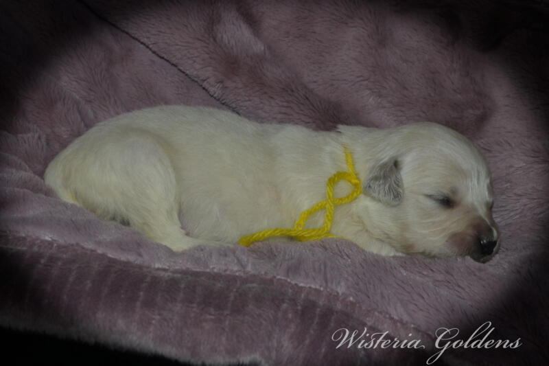 yellow girl