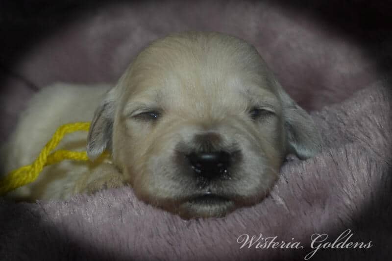 Bae & Theo puppies are 2 weeks old today. They are eating, sleeping and their eyes are starting to open. Bae is doing well being a first time mama. #bae021426 English Cream Golden Retriever Wisteria Goldens Raised part of our family until part of yours.