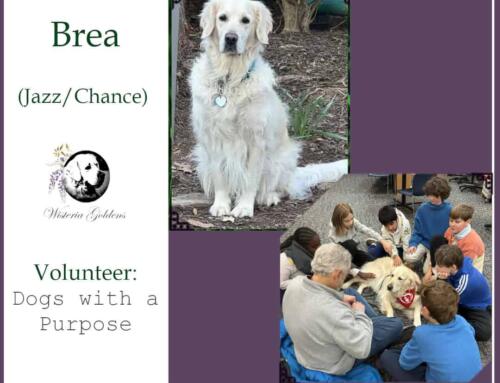 Brea (Jazz/Chance)