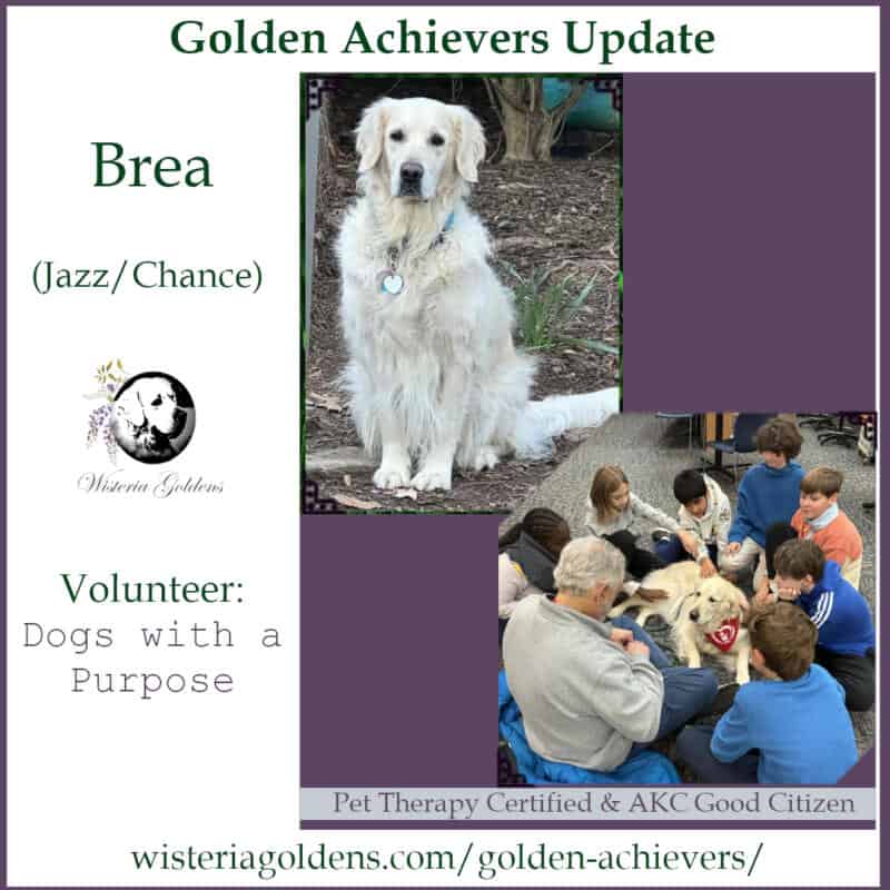 Brea (Jazz/Chance) Golden Achiever Update English Cream Golden Retriever Wisteria Goldens raised part of our family until part of yours. Brea is a volunteers at several locations each week.