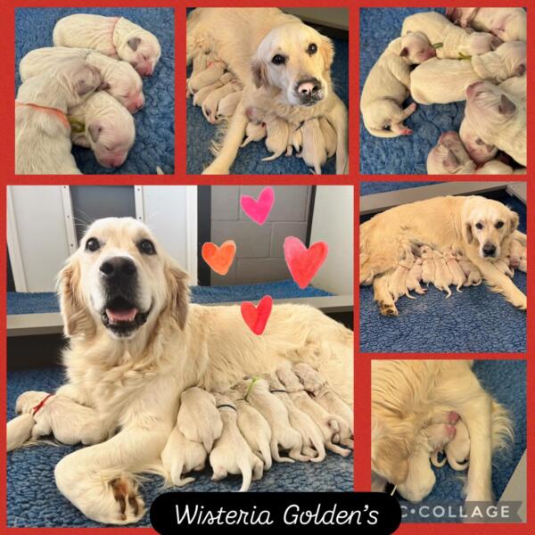 Bae Litter Born 02-14-2026