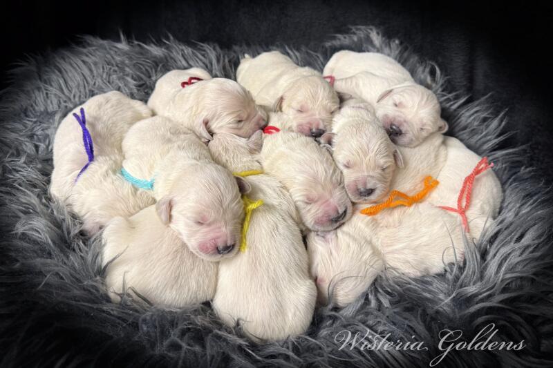 Bae Litter Born 02-14-2026 English Cream Golden Retriever Newborn Picture Wisteria Goldens Raised part of our family until part of yours.