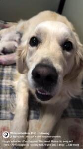 Bae / Theo Litter born 02-14-2026 #bae021426 reel on social media screenshot of Bae looking at the camera while her babies are nursing