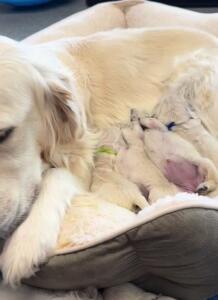 Bae and her puppies at two weeks