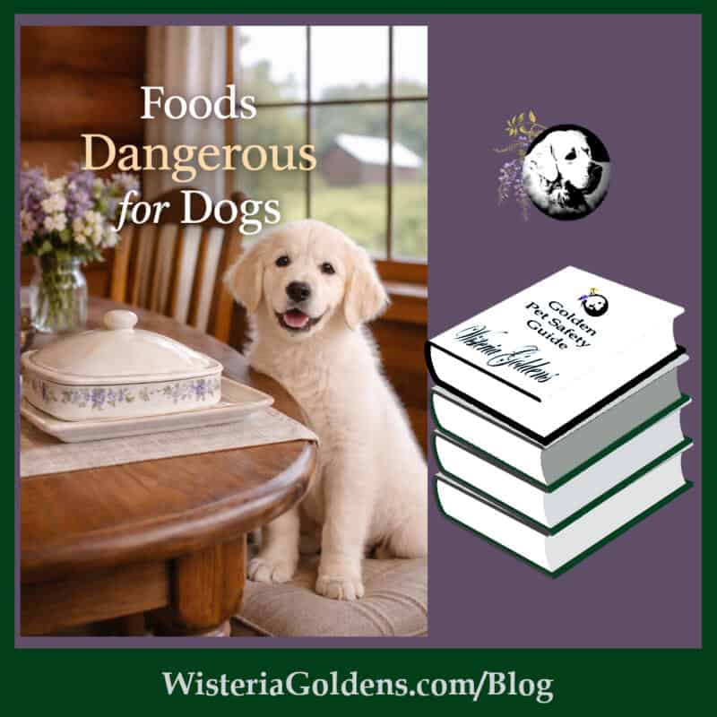 foods dangerous for dogs : a Golden Pet Safe Guide on Wisteria Goldens Blog