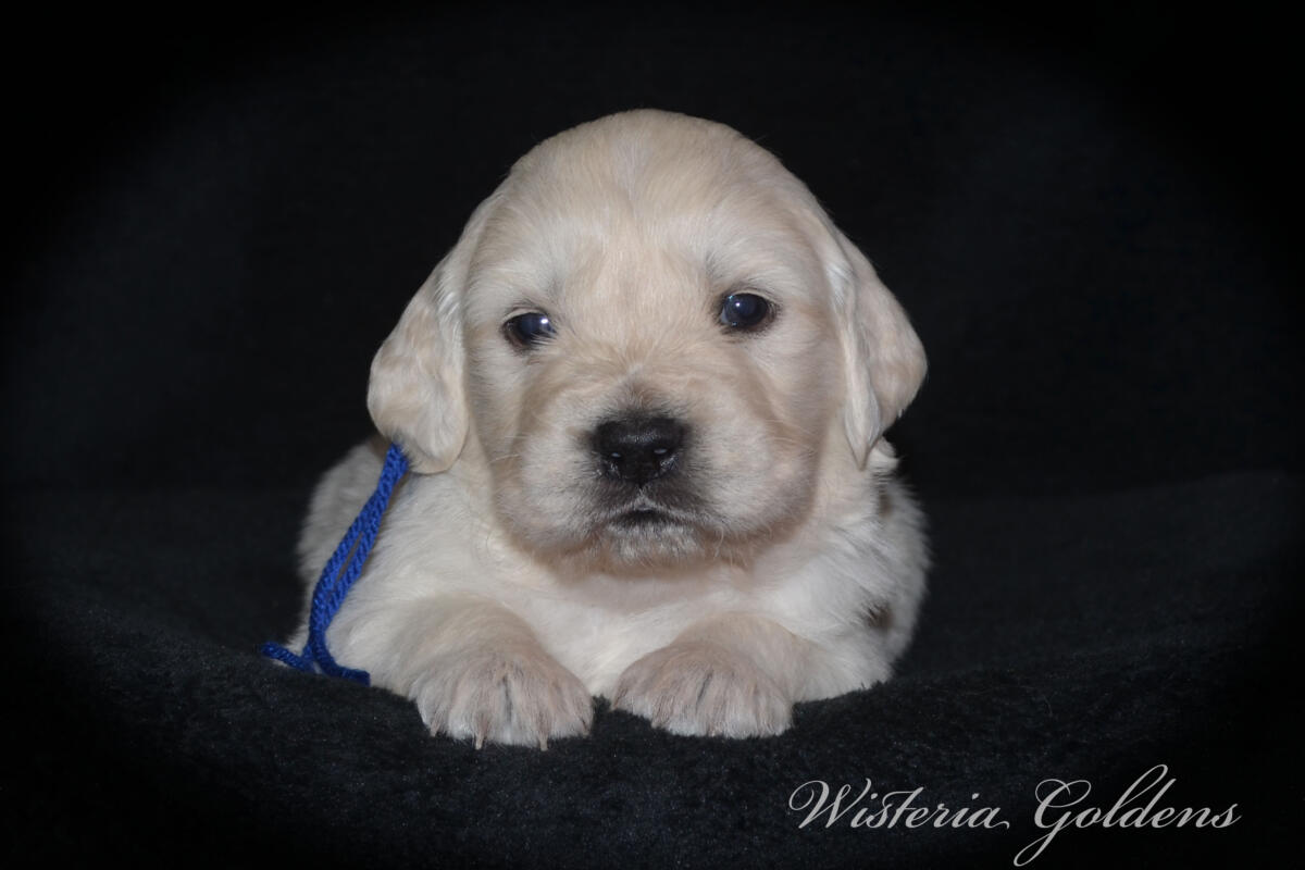 Bae & Theo puppies are now 4 weeks old. #bae021426 English Cream Golden Retriever Puppies Around this age, puppies begin to show more curiosity and confidence as they explore outside the puppy room for short periods, following Bae out the doggie door. They will start learning to keep their living area clean and do their business outside.  Wisteria Goldens puppies are raised part of our family until they are part of yours.