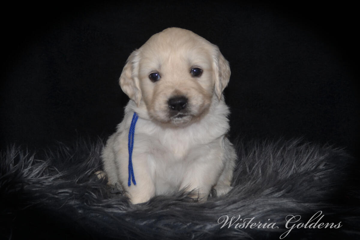 Bae’s puppies turn five weeks old this week, and this is when things really start to get fun. They are becoming much more active, playful, and curious about everything around them. Their confidence is growing each day as they explore beyond their immediate space, and they are doing more purposeful play with their littermates—chasing, pouncing, and even the beginning of gentle tugging and wrestling. 