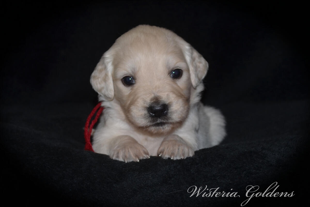 Bae & Theo puppies are now 4 weeks old. #bae021426 English Cream Golden Retriever Puppies Around this age, puppies begin to show more curiosity and confidence as they explore outside the puppy room for short periods, following Bae out the doggie door. They will start learning to keep their living area clean and do their business outside.  Wisteria Goldens puppies are raised part of our family until they are part of yours.