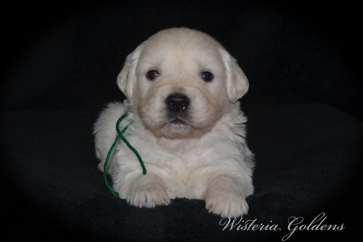 Bae & Theo puppies are now 4 weeks old. #bae021426 English Cream Golden Retriever Puppies Around this age, puppies begin to show more curiosity and confidence as they explore outside the puppy room for short periods, following Bae out the doggie door. They will start learning to keep their living area clean and do their business outside.  Wisteria Goldens puppies are raised part of our family until they are part of yours.