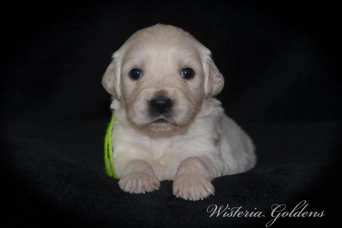 Bae & Theo puppies are now 4 weeks old. #bae021426 English Cream Golden Retriever Puppies Around this age, puppies begin to show more curiosity and confidence as they explore outside the puppy room for short periods, following Bae out the doggie door. They will start learning to keep their living area clean and do their business outside.  Wisteria Goldens puppies are raised part of our family until they are part of yours.