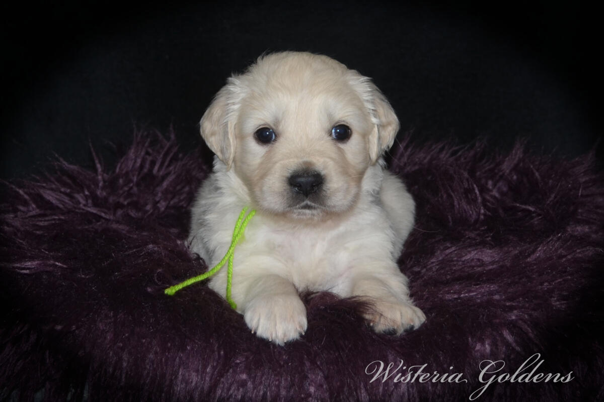 Bae’s puppies turn five weeks old this week, and this is when things really start to get fun. They are becoming much more active, playful, and curious about everything around them. Their confidence is growing each day as they explore beyond their immediate space, and they are doing more purposeful play with their littermates—chasing, pouncing, and even the beginning of gentle tugging and wrestling. 