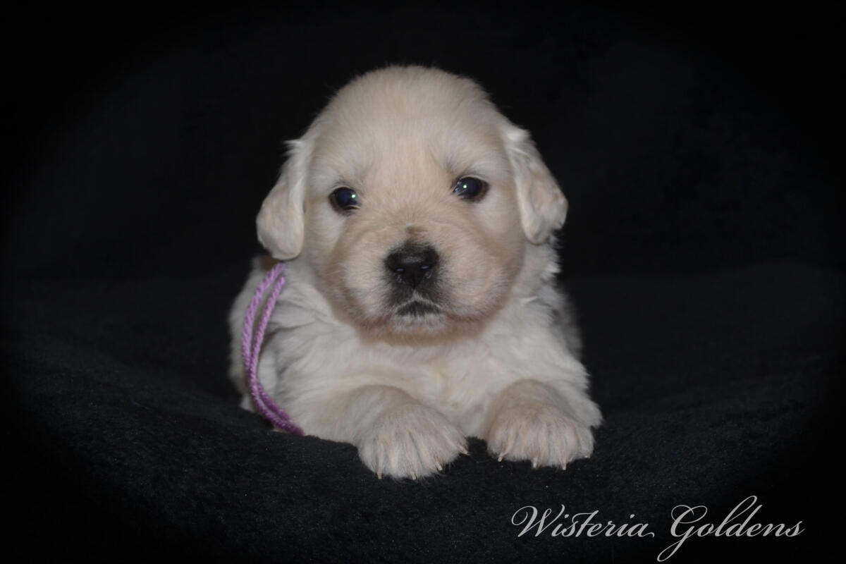 Bae & Theo puppies are now 4 weeks old. #bae021426 English Cream Golden Retriever Puppies Around this age, puppies begin to show more curiosity and confidence as they explore outside the puppy room for short periods, following Bae out the doggie door. They will start learning to keep their living area clean and do their business outside.  Wisteria Goldens puppies are raised part of our family until they are part of yours.