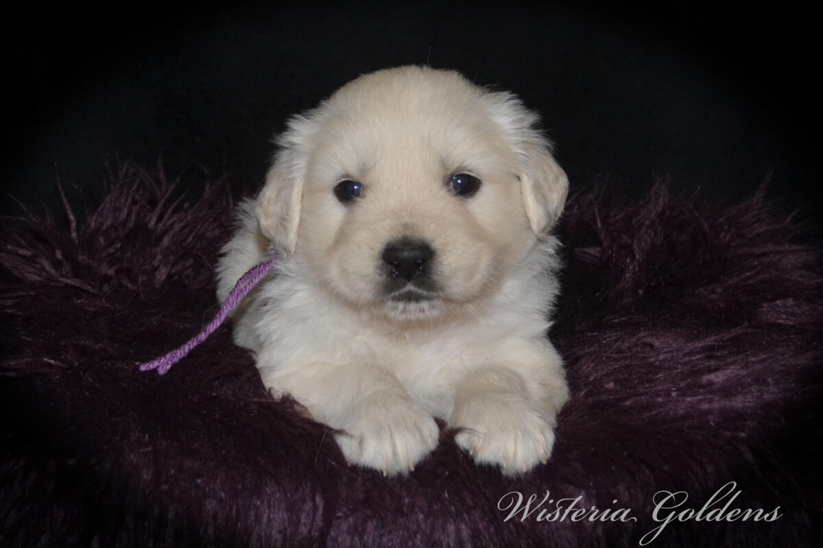 Bae’s puppies turn five weeks old this week, and this is when things really start to get fun. They are becoming much more active, playful, and curious about everything around them. Their confidence is growing each day as they explore beyond their immediate space, and they are doing more purposeful play with their littermates—chasing, pouncing, and even the beginning of gentle tugging and wrestling. 
