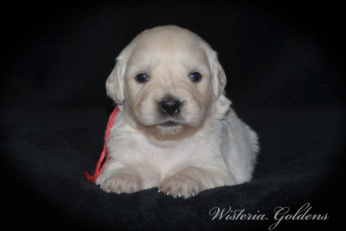 Bae & Theo puppies are now 4 weeks old. #bae021426 English Cream Golden Retriever Puppies Around this age, puppies begin to show more curiosity and confidence as they explore outside the puppy room for short periods, following Bae out the doggie door. They will start learning to keep their living area clean and do their business outside.  Wisteria Goldens puppies are raised part of our family until they are part of yours.
